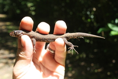 Lepidophyma flavimaculatum