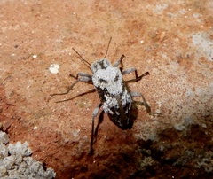 Stenochiini