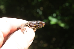 Lepidophyma flavimaculatum