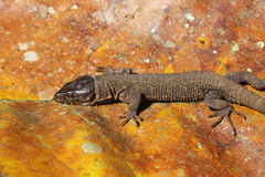 Lepidophyma flavimaculatum