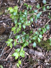 Ilex hayataiana