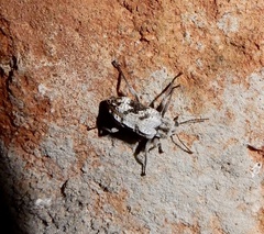 Stenochiini