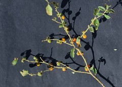 Solanum catombelense