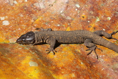 Lepidophyma flavimaculatum