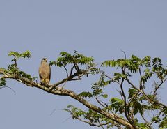Buteo ridgwayi