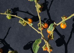 Solanum catombelense