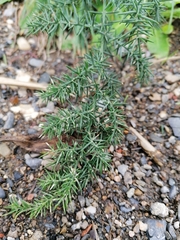 Asparagus aphyllus