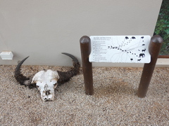 Ceratophaga vastella