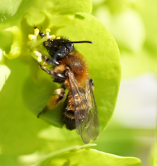 Andrena