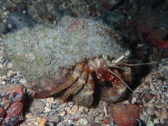 Petrochirus pustulatus