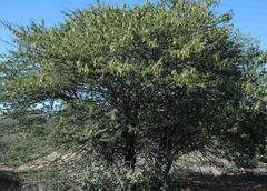 Vachellia luederitzii luederitzii