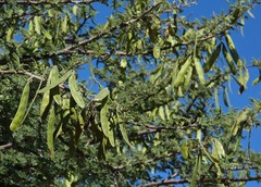 Vachellia luederitzii luederitzii