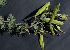 Vachellia luederitzii luederitzii