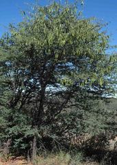 Vachellia luederitzii luederitzii