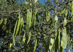 Vachellia luederitzii luederitzii