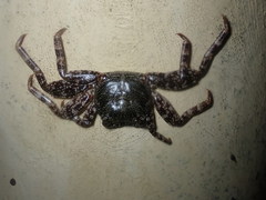 Grapsus adscensionis