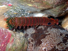 Pseudosquillisma oculata