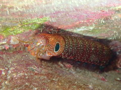 Pseudosquillisma oculata