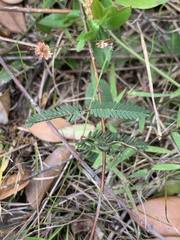 Image of Mimosa quadrivalvis