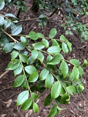 Ilex hayataiana
