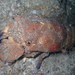 Red Slipper Lobster - Photo (c) Sylvain Le Bris, some rights reserved (CC BY-NC), uploaded by Sylvain Le Bris