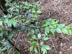 Ilex hayataiana