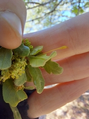 Andricus pedicellatus