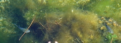 Cyprinodon nevadensis mionectes