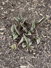 Tulipa