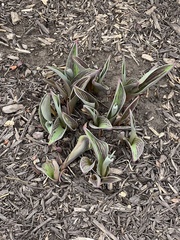 Tulipa
