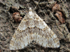 Esakiopteryx volitans