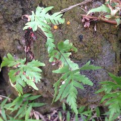 Doryopteris decipiens