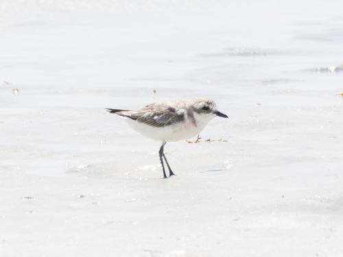 Chorlitejo mongol chico (Charadrius mongolus)