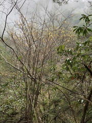 Sassafras randaiense