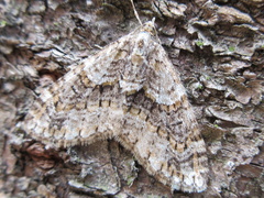 Esakiopteryx volitans