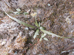 Asplenium ruprechtii