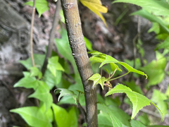 Liquidambar styraciflua image