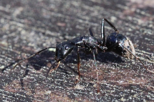 Eastern Black Carpenter Ant