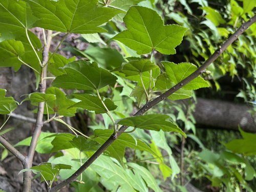 Liquidambar image