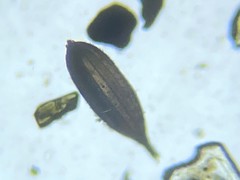 Lagena striata