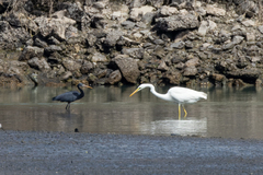 Egretta gularis
