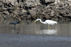 Ardea alba