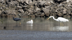 Ardea alba