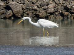 Ardea alba