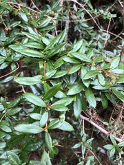 Berberis nantoensis