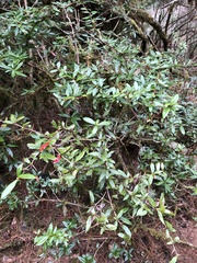 Berberis nantoensis