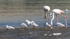Chroicocephalus genei