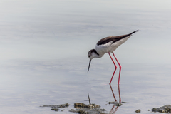 Himantopus himantopus