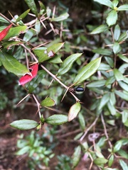 Berberis nantoensis