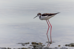 Himantopus himantopus